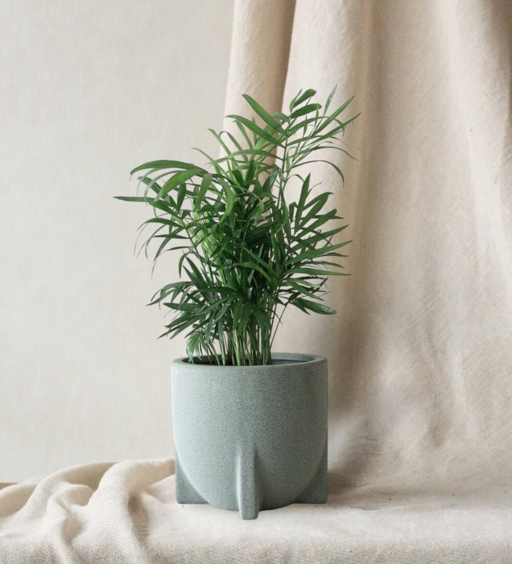 Parlour Palm