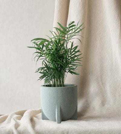 Parlour Palm