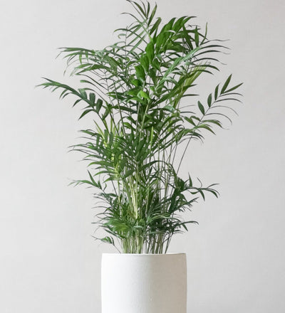 Parlour Palm