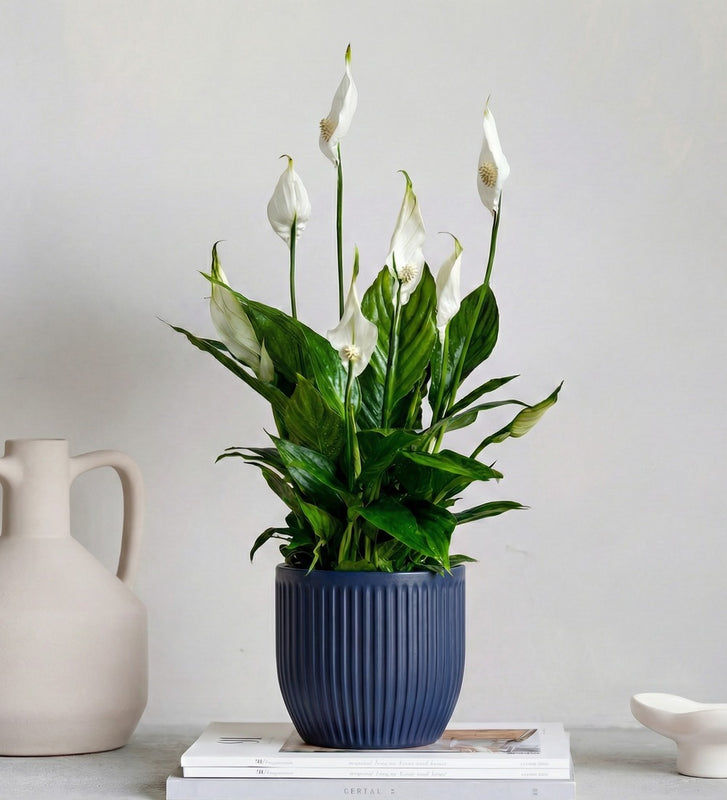Peace Lily & Pot