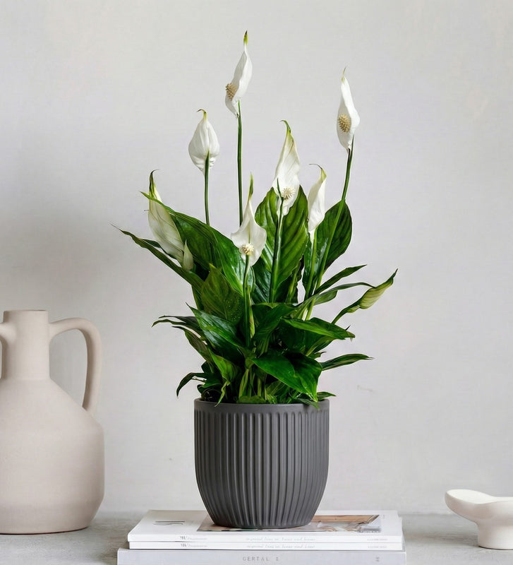 Peace Lily & Pot