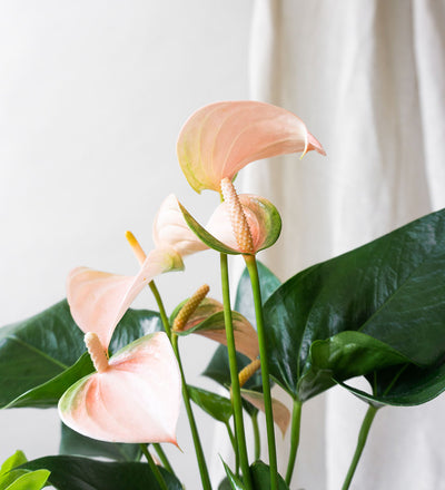 Peach Anthurium & Elizabeth Shell