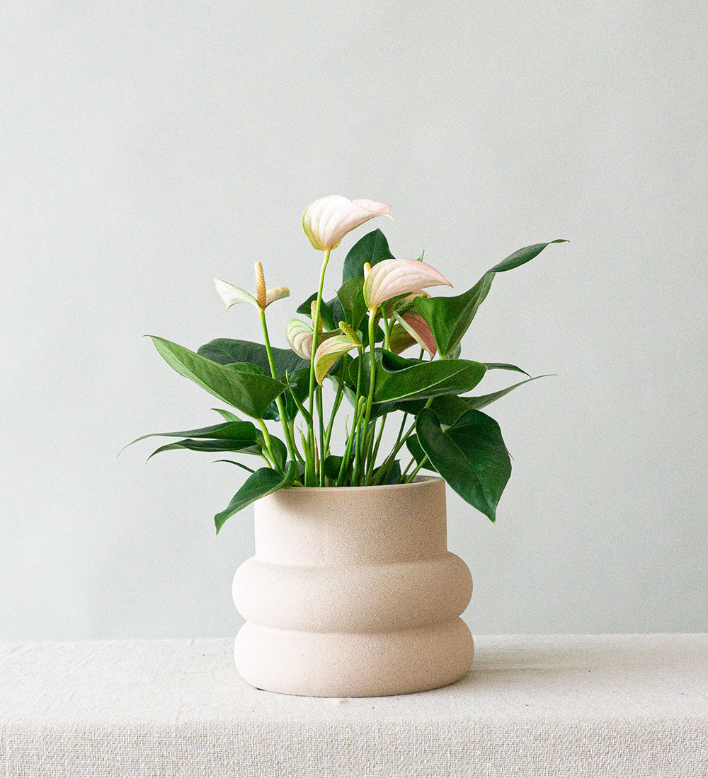 Peach Anthurium & Elizabeth Shell