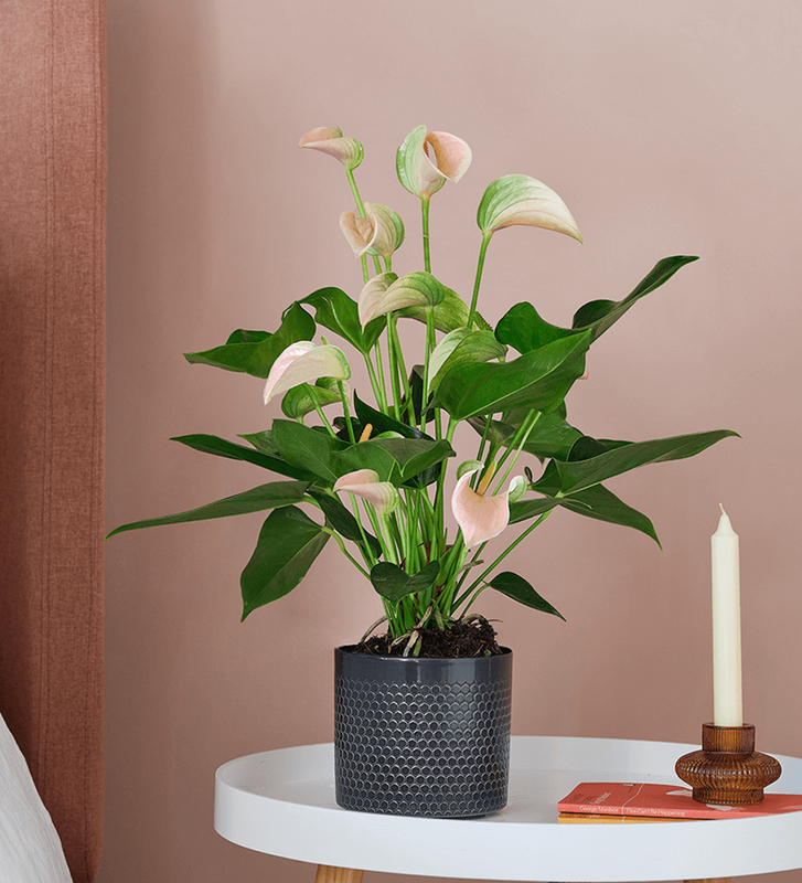 Peach Anthurium & Pot