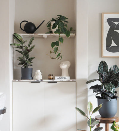 Hanging Philodendron Scandens