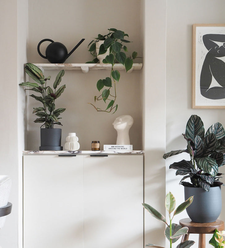 Hanging Philodendron Scandens