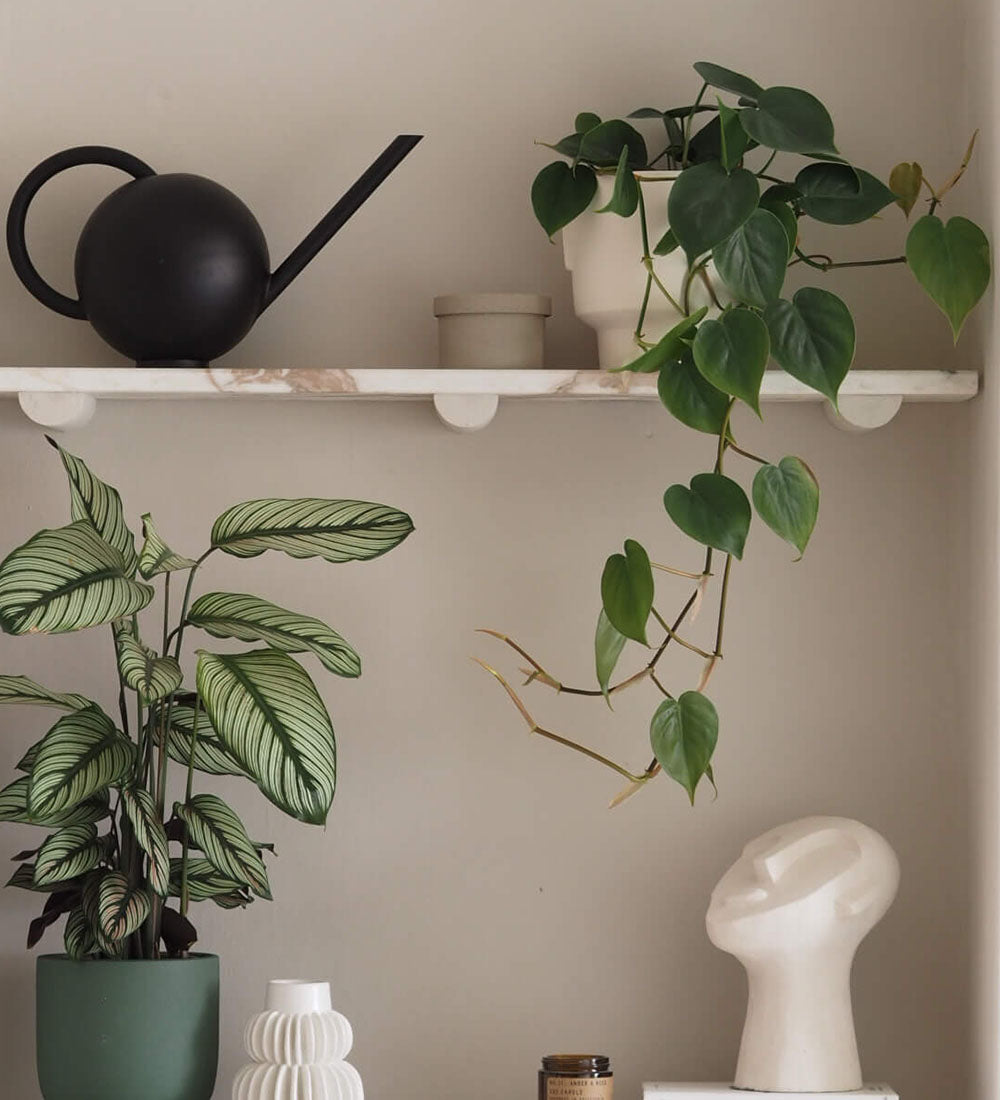 Hanging Philodendron Scandens