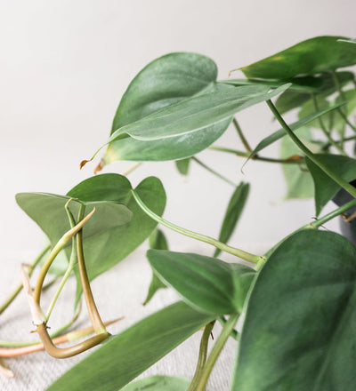 Hanging Philodendron Scandens