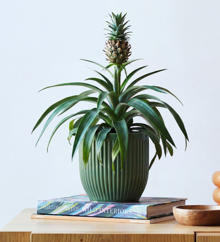 Pineapple Plant & Pot