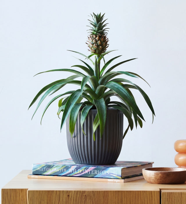 Pineapple Plant & Pot