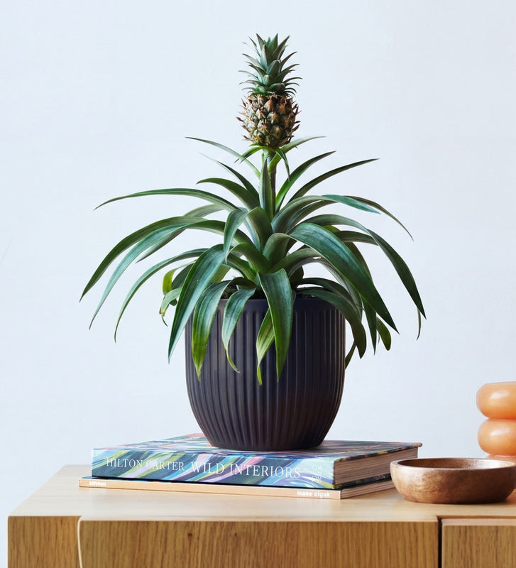 Pineapple Plant & Pot
