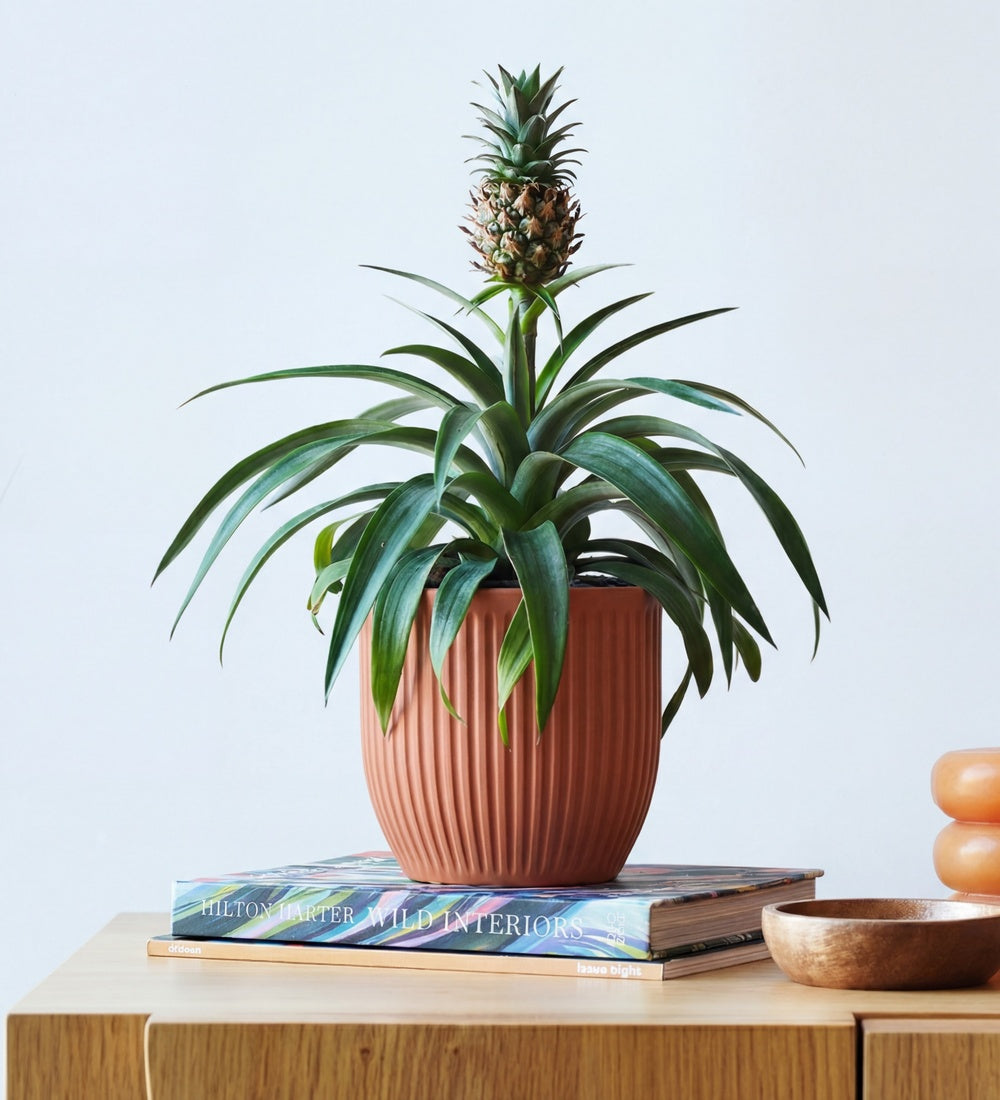 Pineapple Plant & Pot