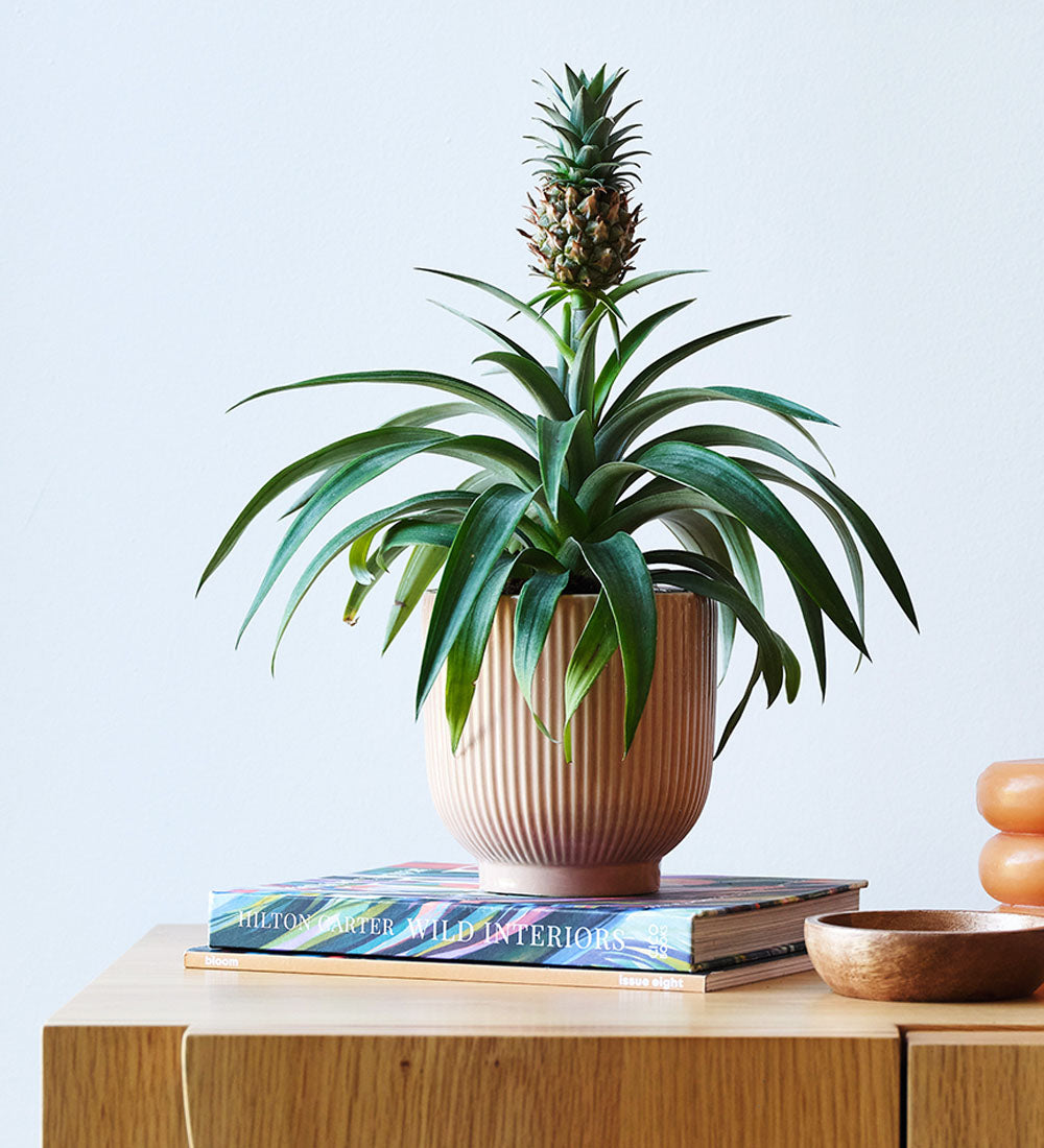 Pineapple Plant & Pot