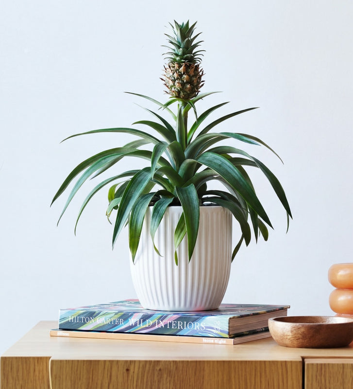 Pineapple Plant & Pot