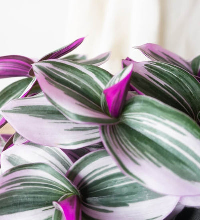 Tradescantia Nanouk & Dalston Sea Spray