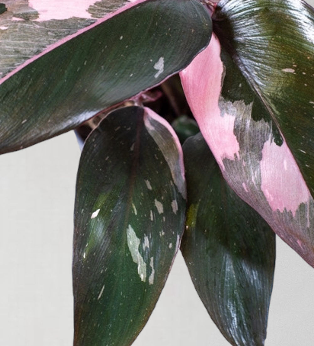 Philodendron Pink Princess