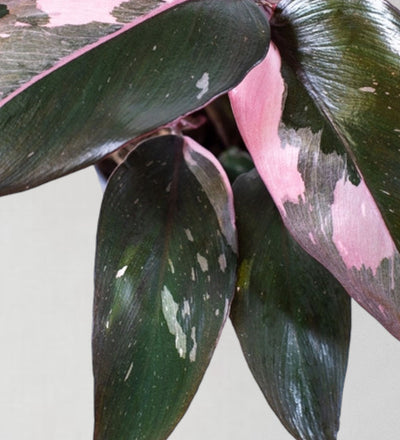 Philodendron Pink Princess