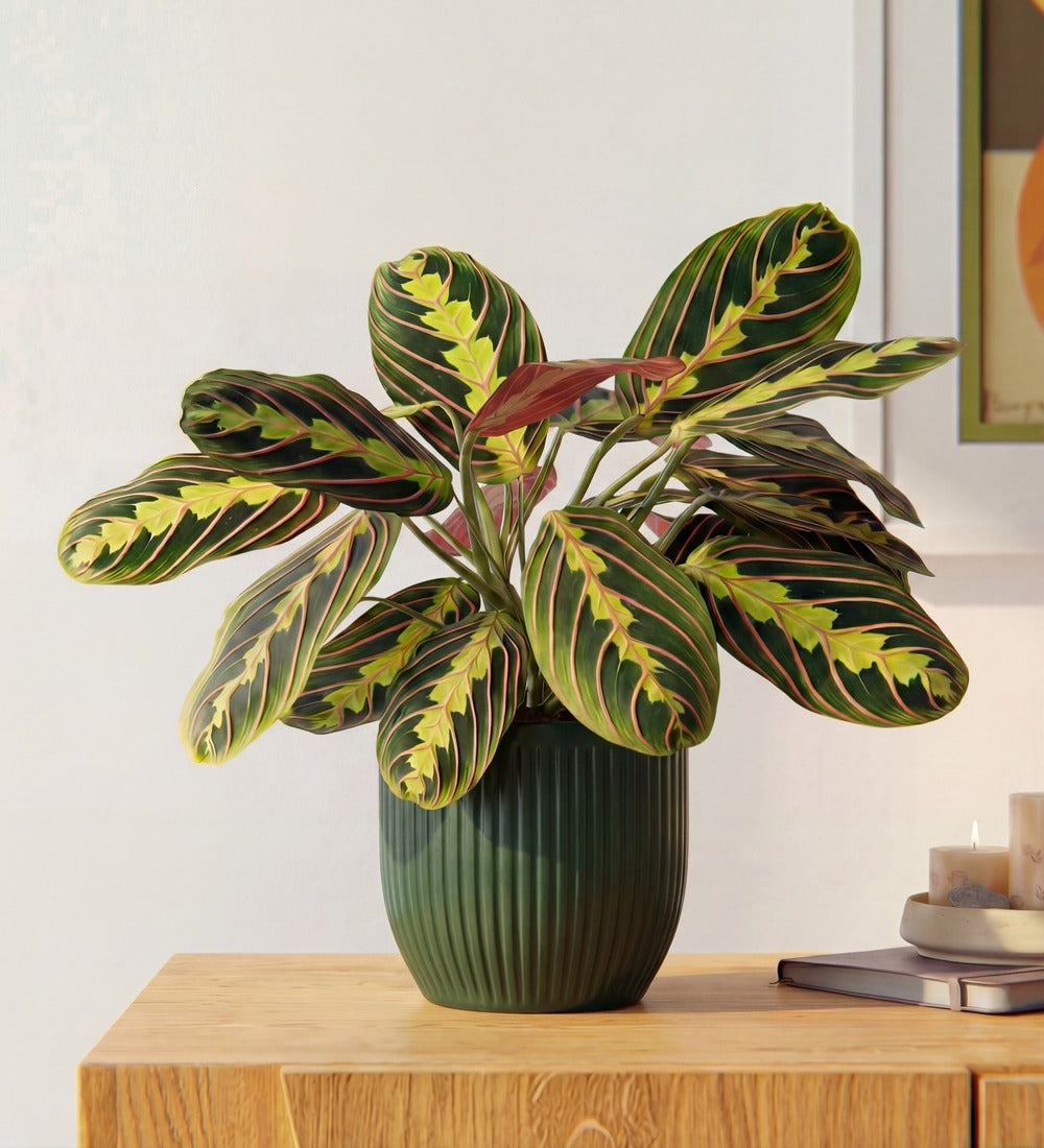 Prayer Plant & Pot