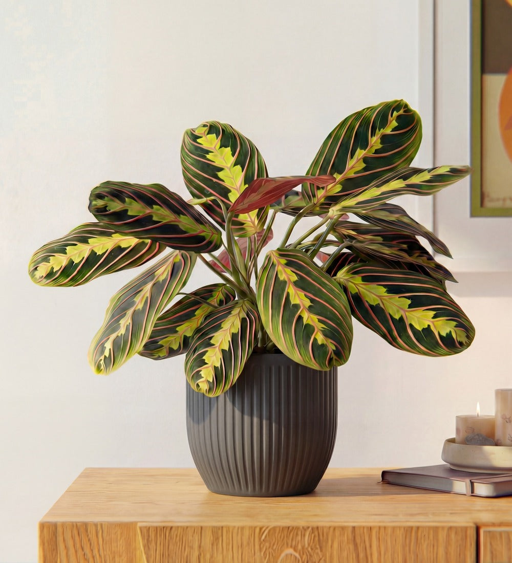 Prayer Plant & Pot