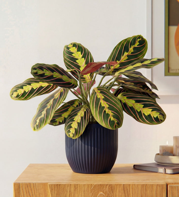 Prayer Plant & Pot