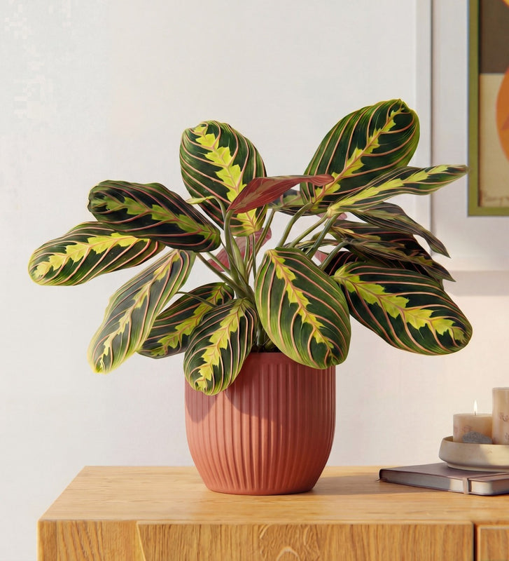 Prayer Plant & Pot