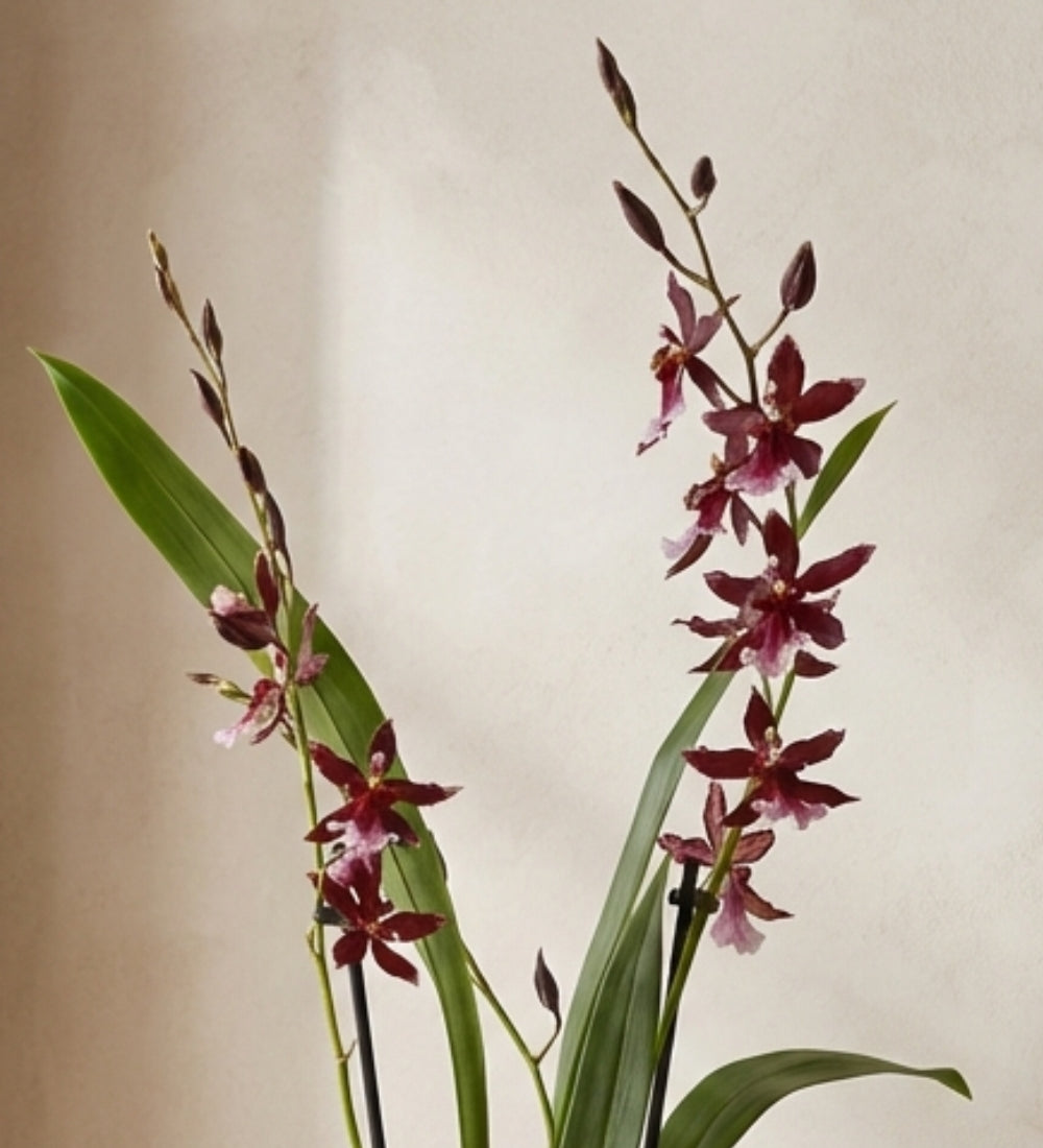 Scented Orchid & Pot