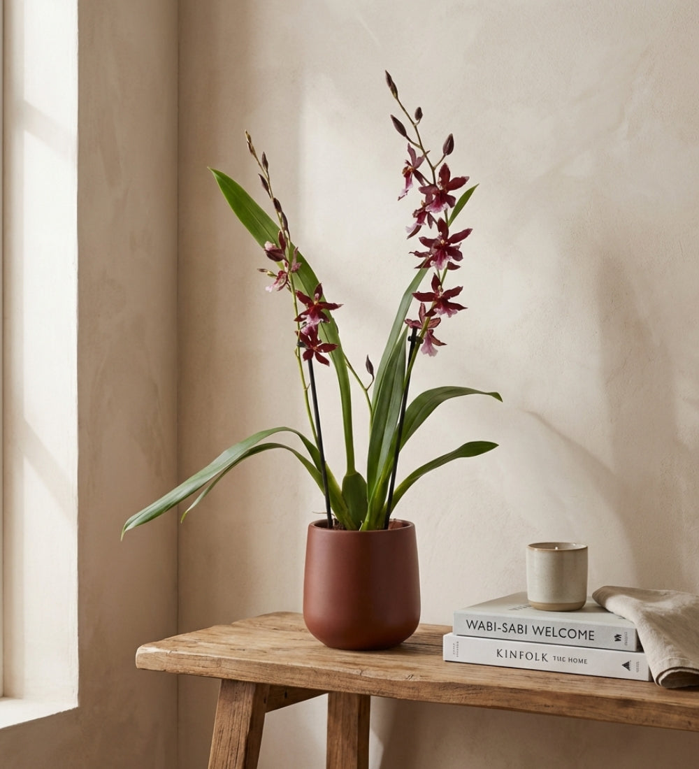 Scented Orchid & Pot