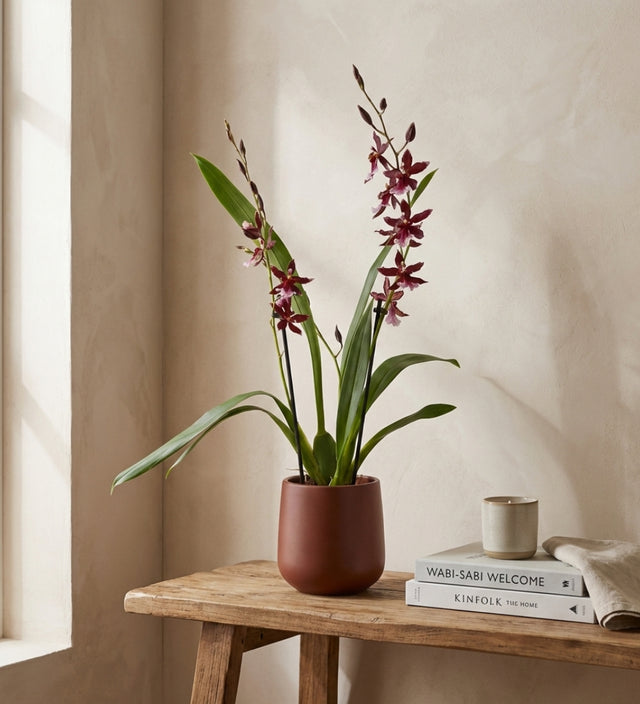 Scented Orchid & Pot