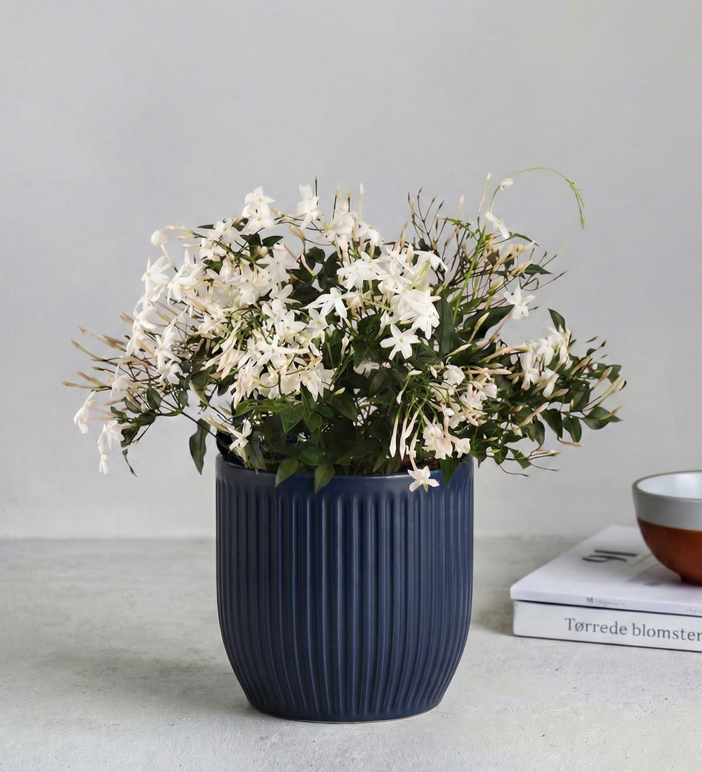 Jasmine & Pot
