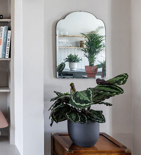 Rose Painted Calathea