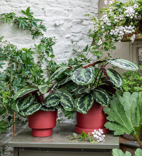 Rose Painted Calathea