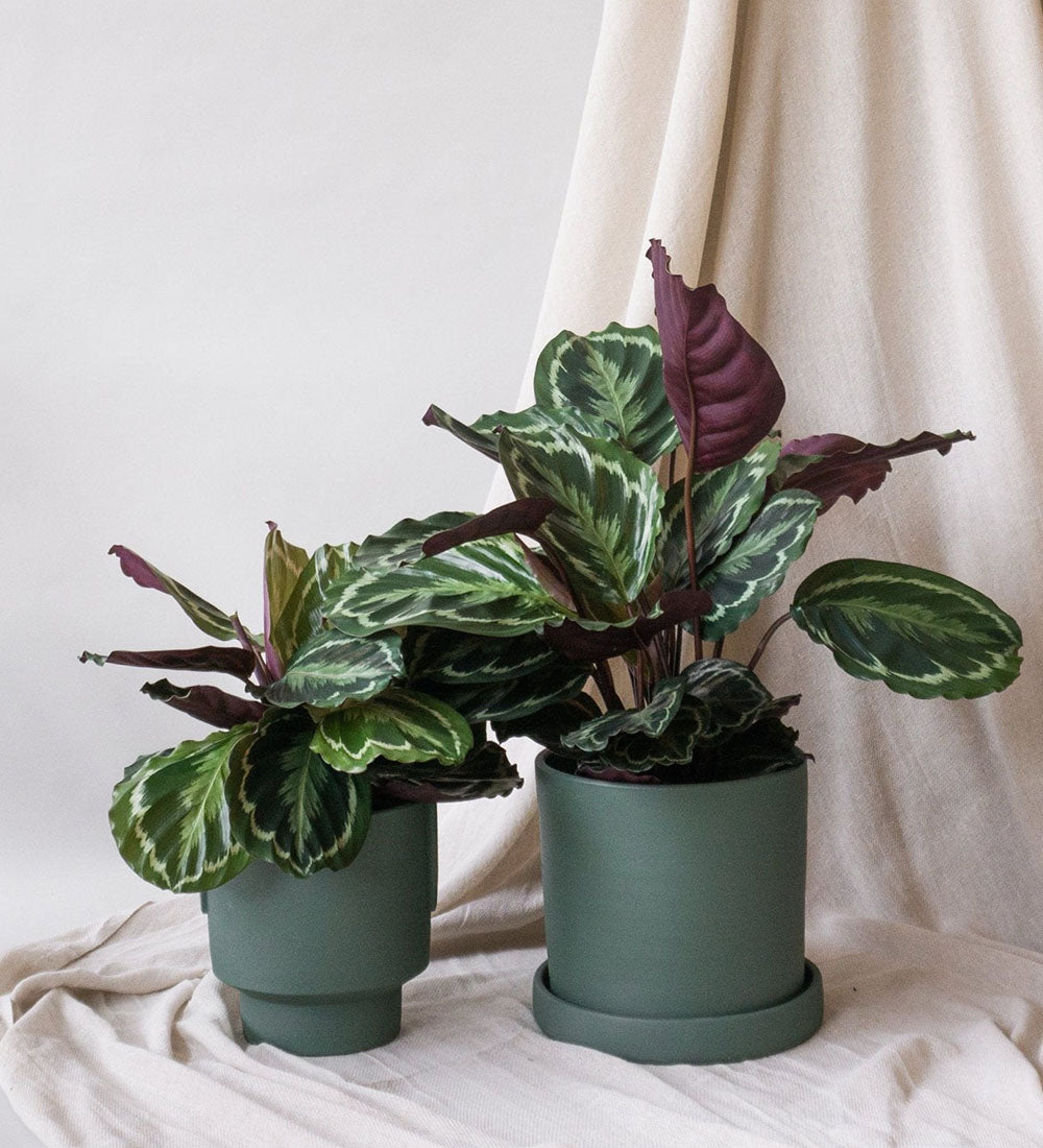 Rose Painted Calathea