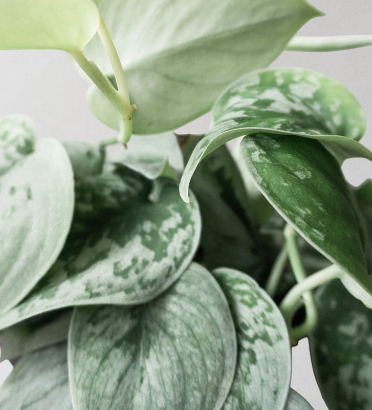 Satin Pothos & Windsor Sage