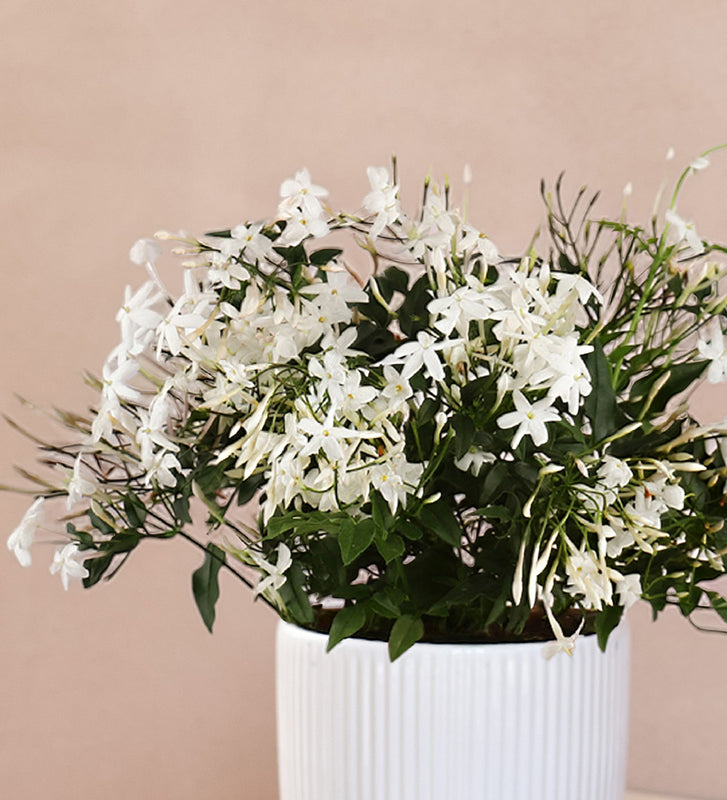 Scented pair
