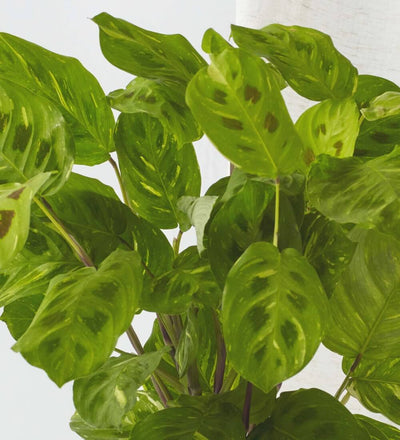 Prayer Plant & Dalston Chalk