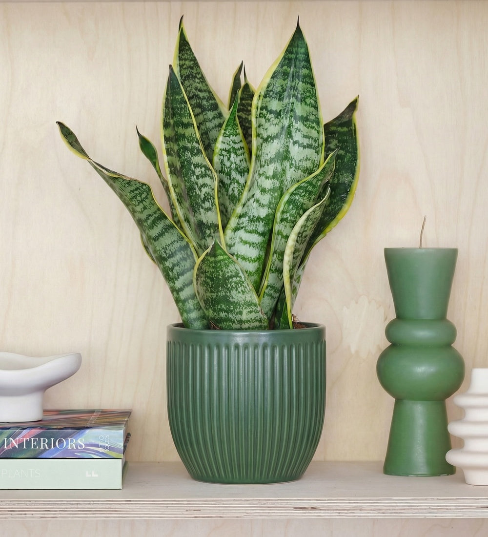 Snake Plant & Pot