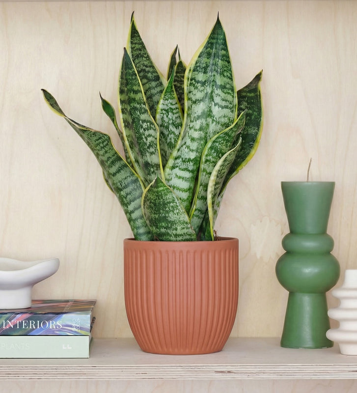 Snake Plant & Pot