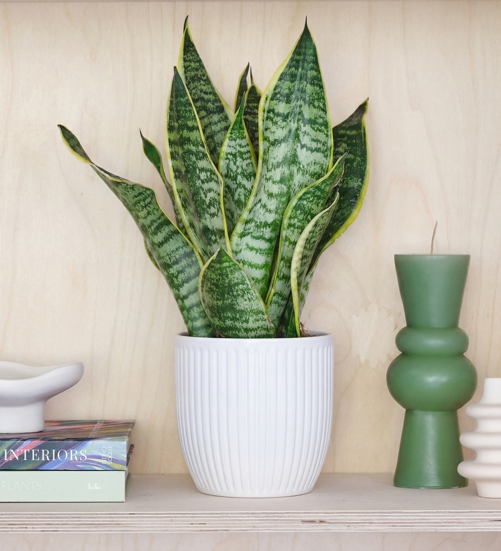 Snake Plant & Pot