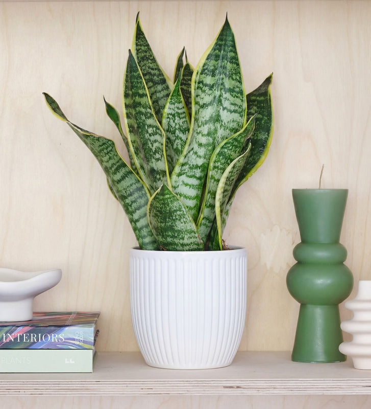 Snake Plant & Pot
