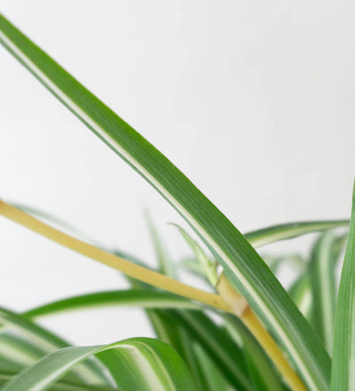 Spider Plant