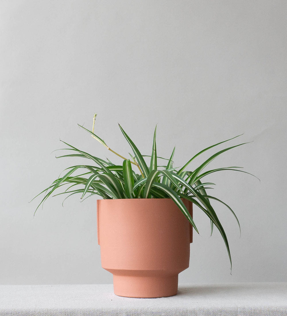 Spider Plant
