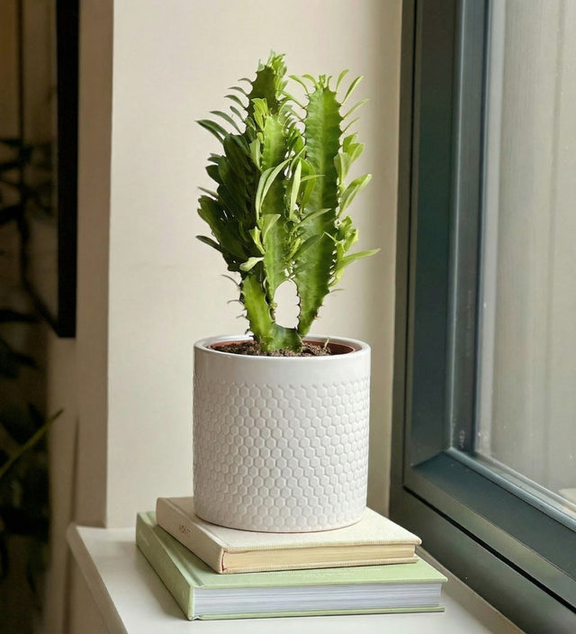 Euphorbia Trigona & pot