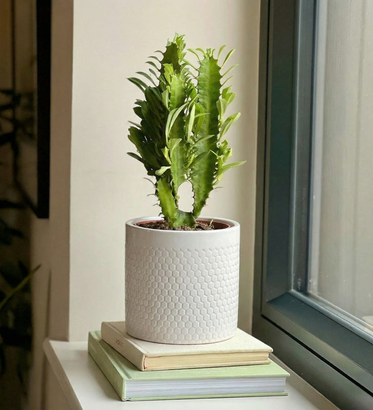 Euphorbia Trigona & pot