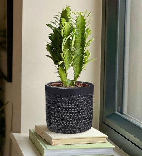 Euphorbia Trigona & pot