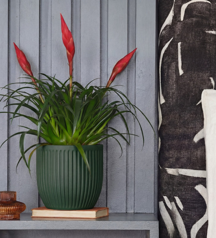 Vriesea Astrid & Pot