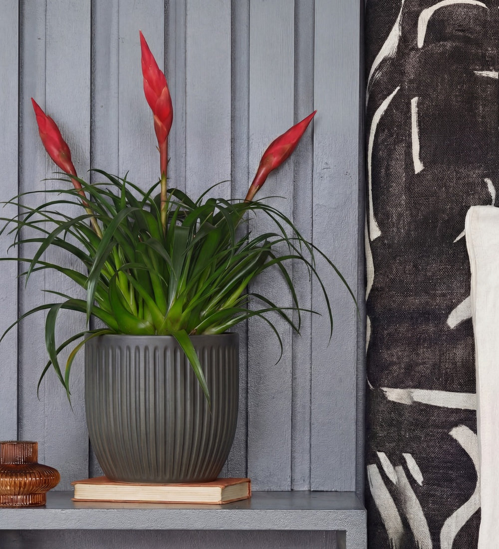 Vriesea Astrid & Pot