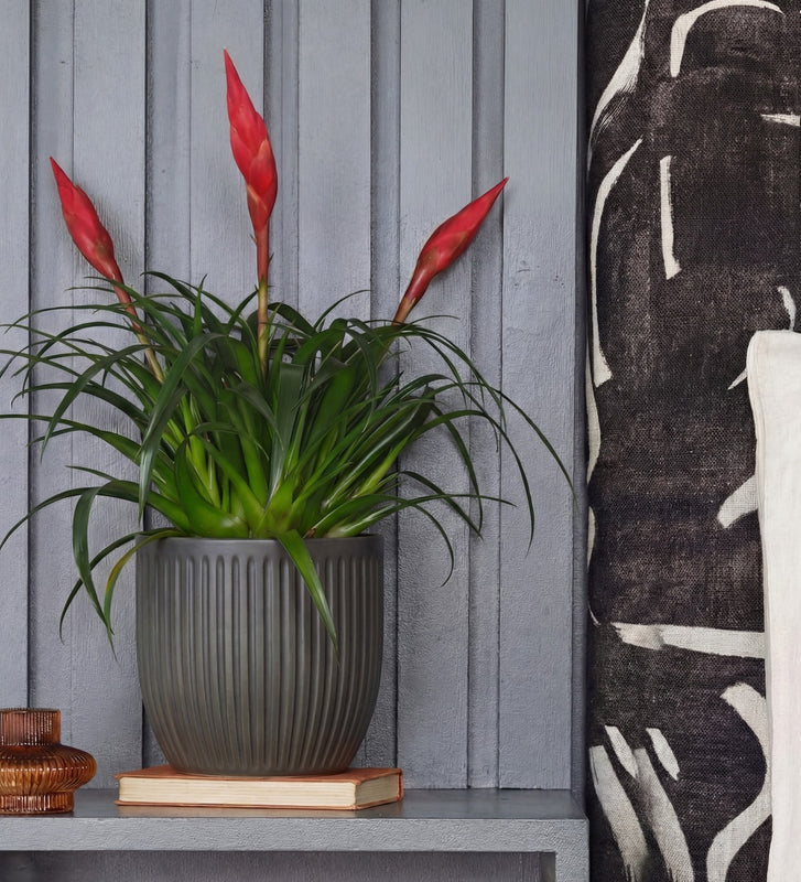 Vriesea Astrid & Pot