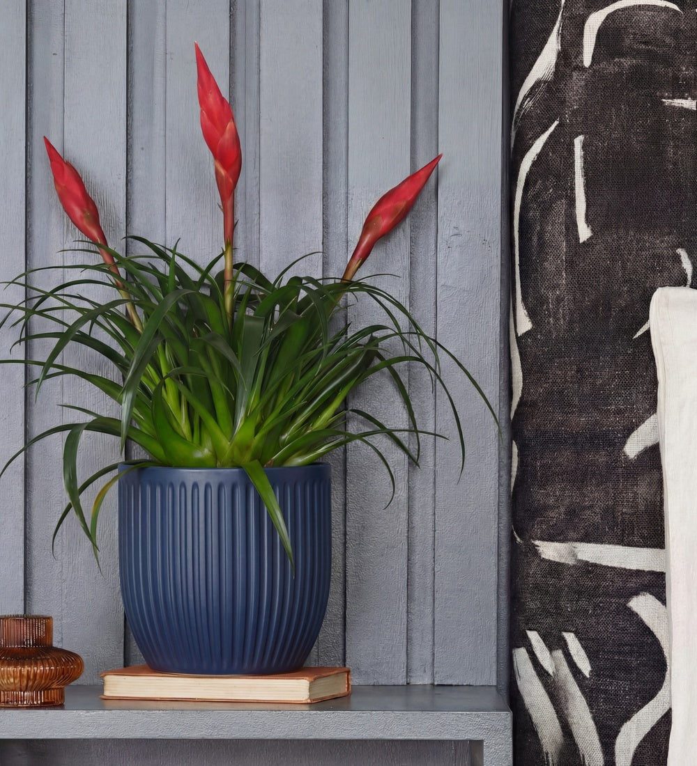 Vriesea Astrid & Pot