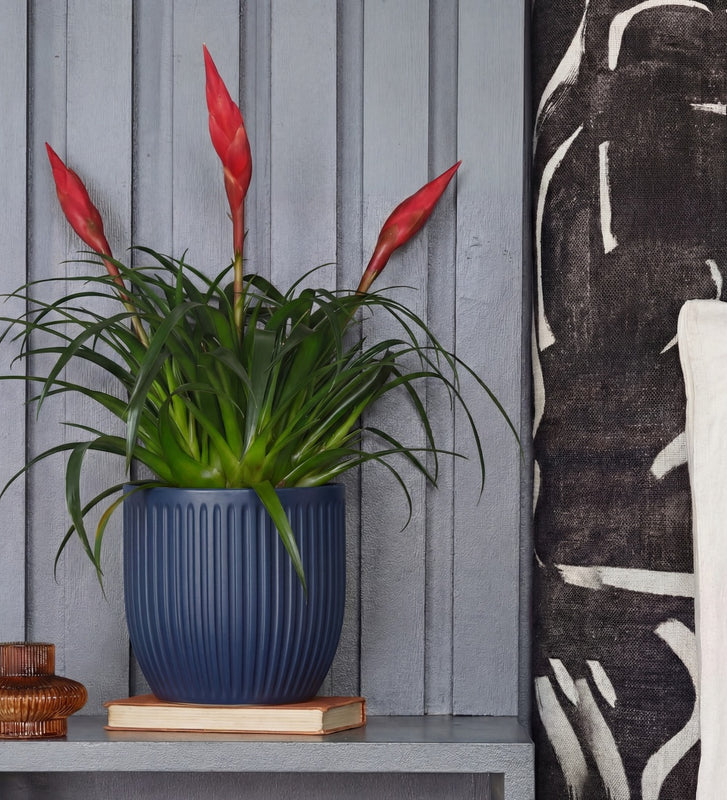 Vriesea Astrid & Pot