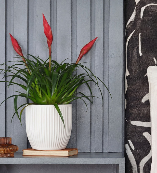 Vriesea Astrid & Pot